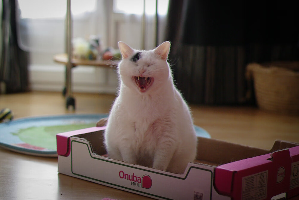 雷霆新王登基！拉梅洛式爆发击溃独行侠，俄城青春风暴席卷争冠路