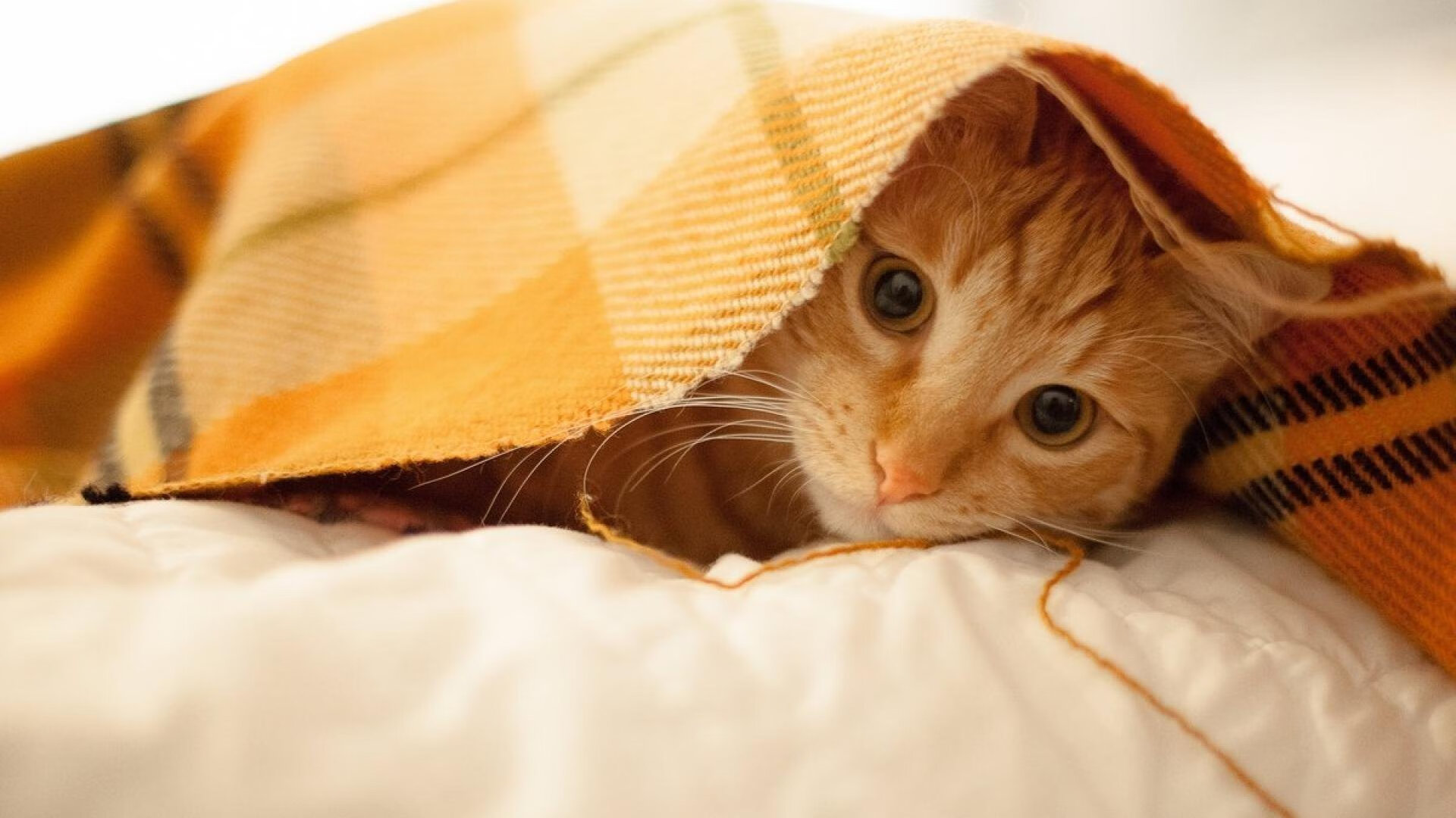 雷火电竞充值-寂静与火焰，德罗赞的季后赛之夜，大场面先生的无声证词