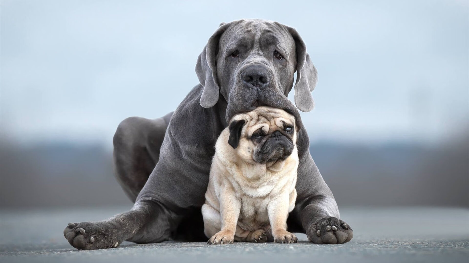 沉默指挥官华丽转身,范弗利特数据全面爆炸之夜如何悄然颠覆尼克斯攻防体系