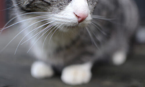 雷火电竞官网-利拉德一人战双雄，当唯一性撕碎战术板的夜晚