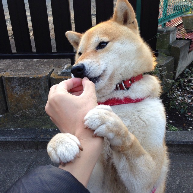 烽火两重天，莱万生涯之夜独舞，那不勒斯铁蹄粉碎贝蒂斯