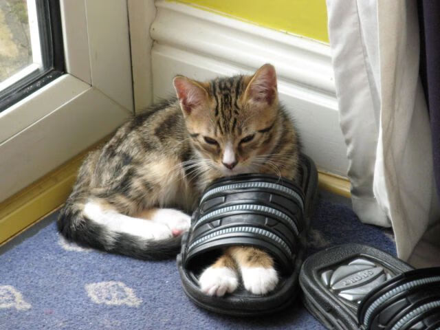 以篮球为弦，拉梅洛·鲍尔在丹佛高原奏响狂想曲，当战术板在天赋面前沦为废纸