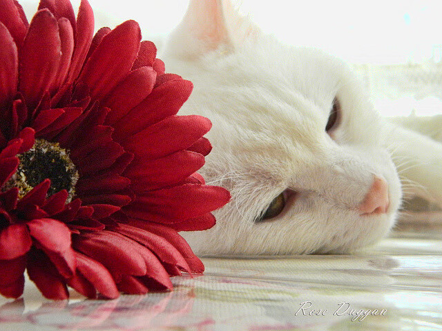 当球场的焦灼被萨克斯风吹散，世界杯夜，上海如何制霸爵士