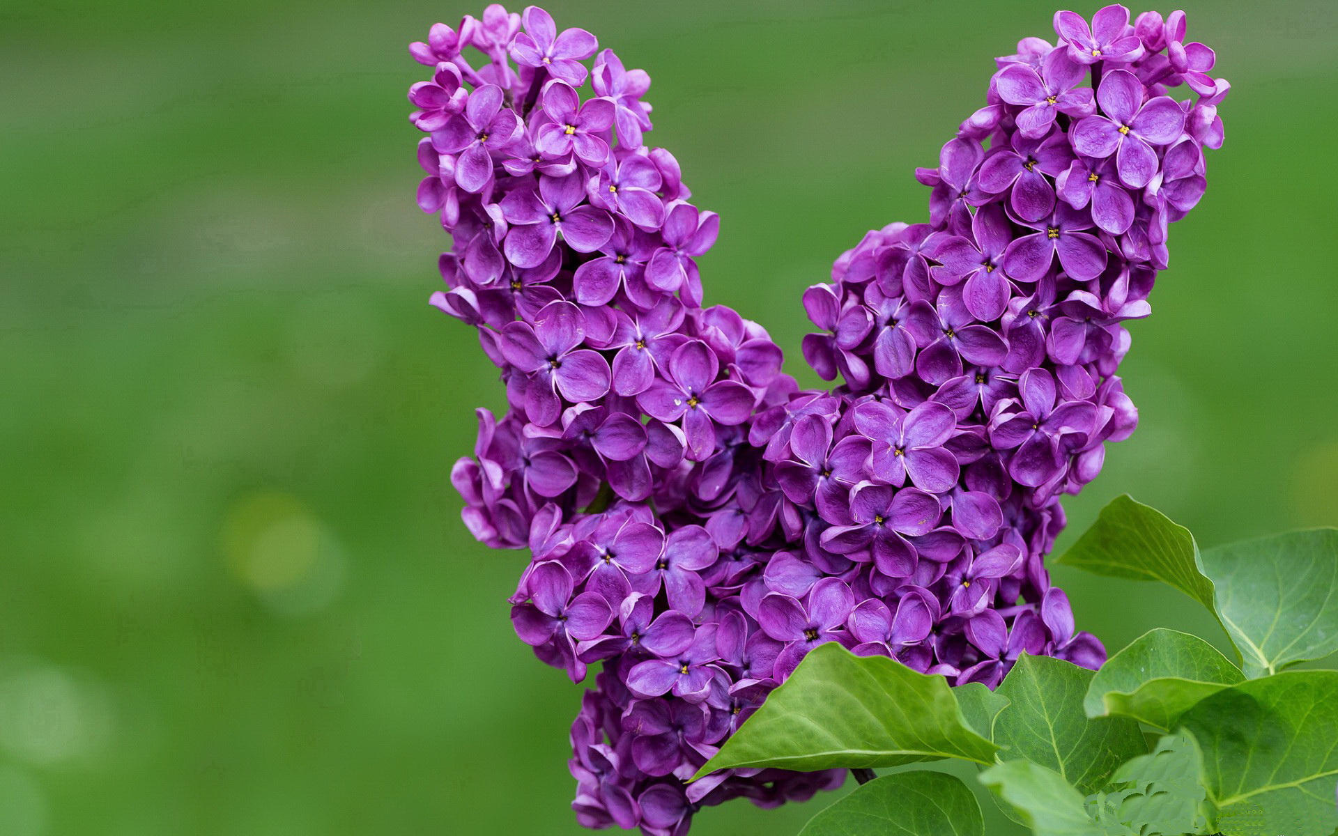 红蓝战场上的绿茵交响乐，卡塞米罗于风暴眼中奏响乌拉圭胜利终章