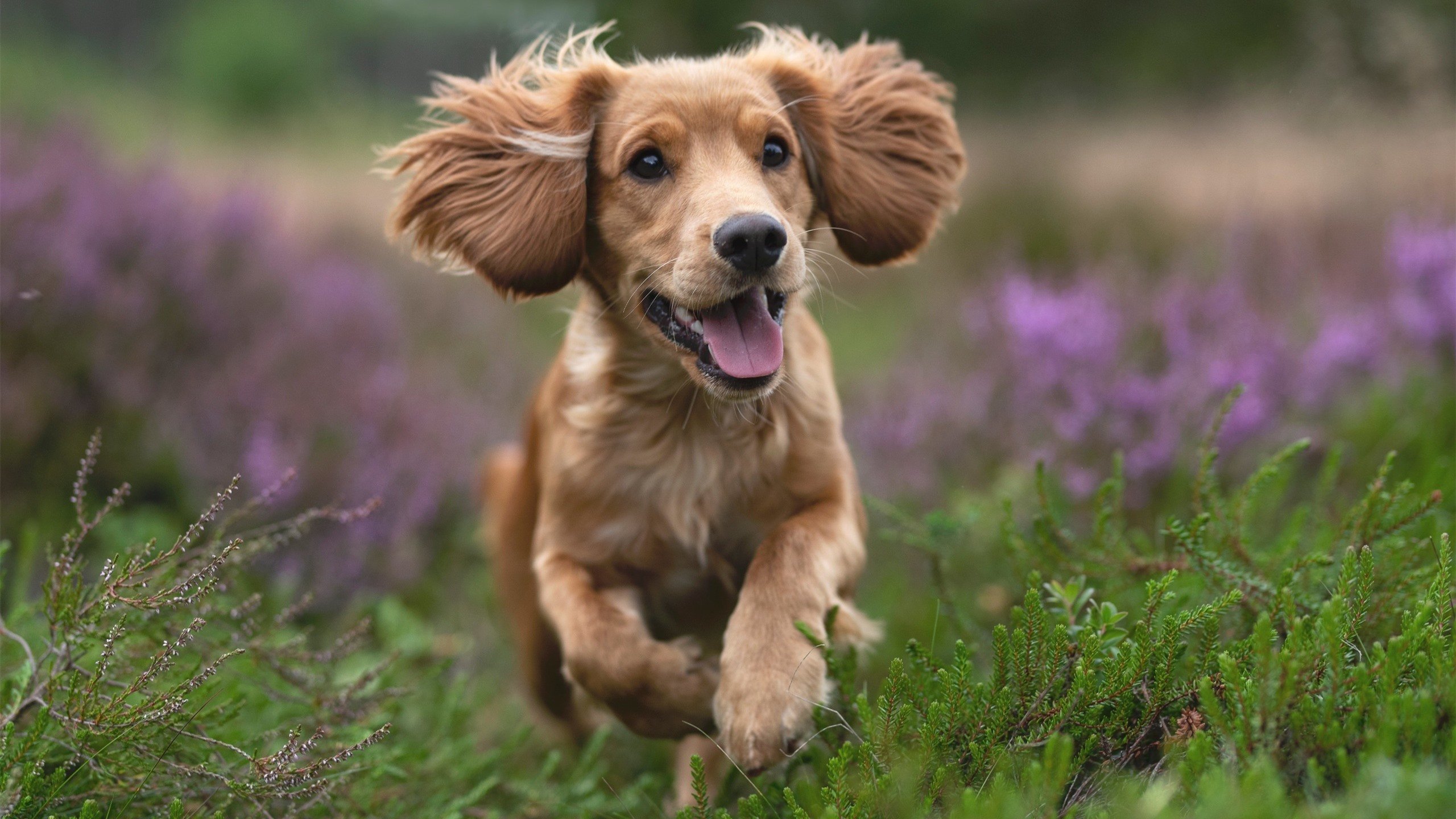 绝地反击！卡瓦哈尔孤胆英雄，希腊书写逆袭神话