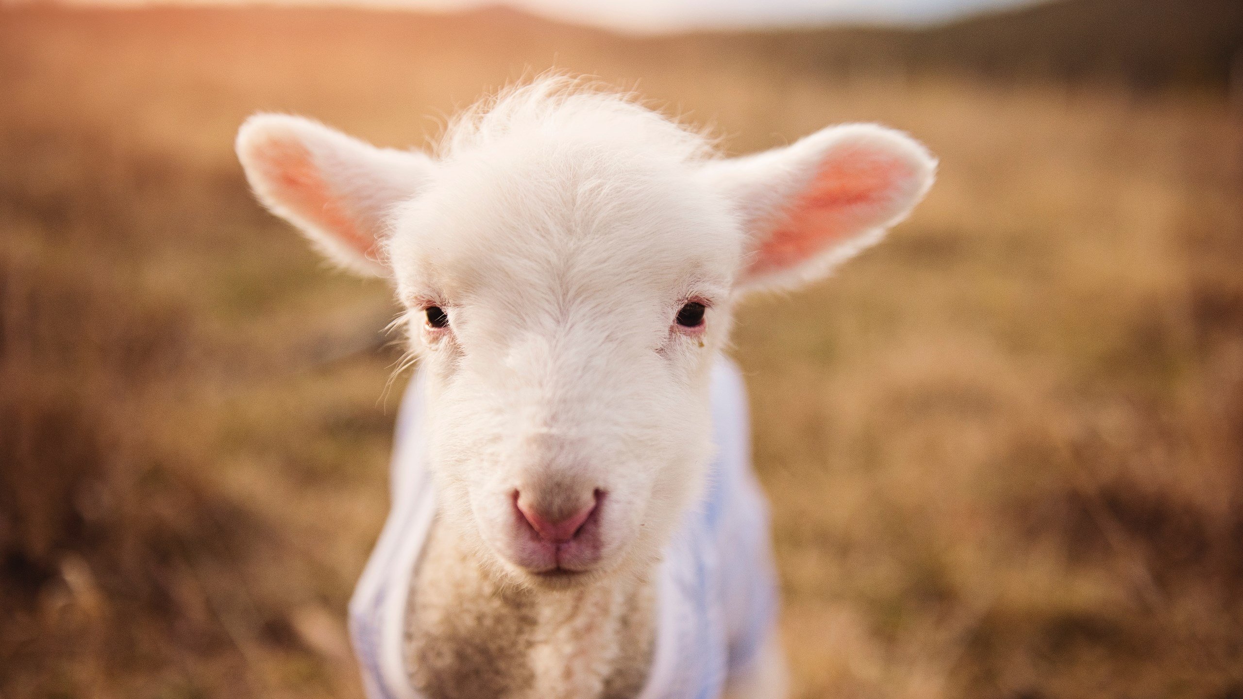 星尘与钢铁,当火箭击穿灰熊,浓眉在世界杯接管世界