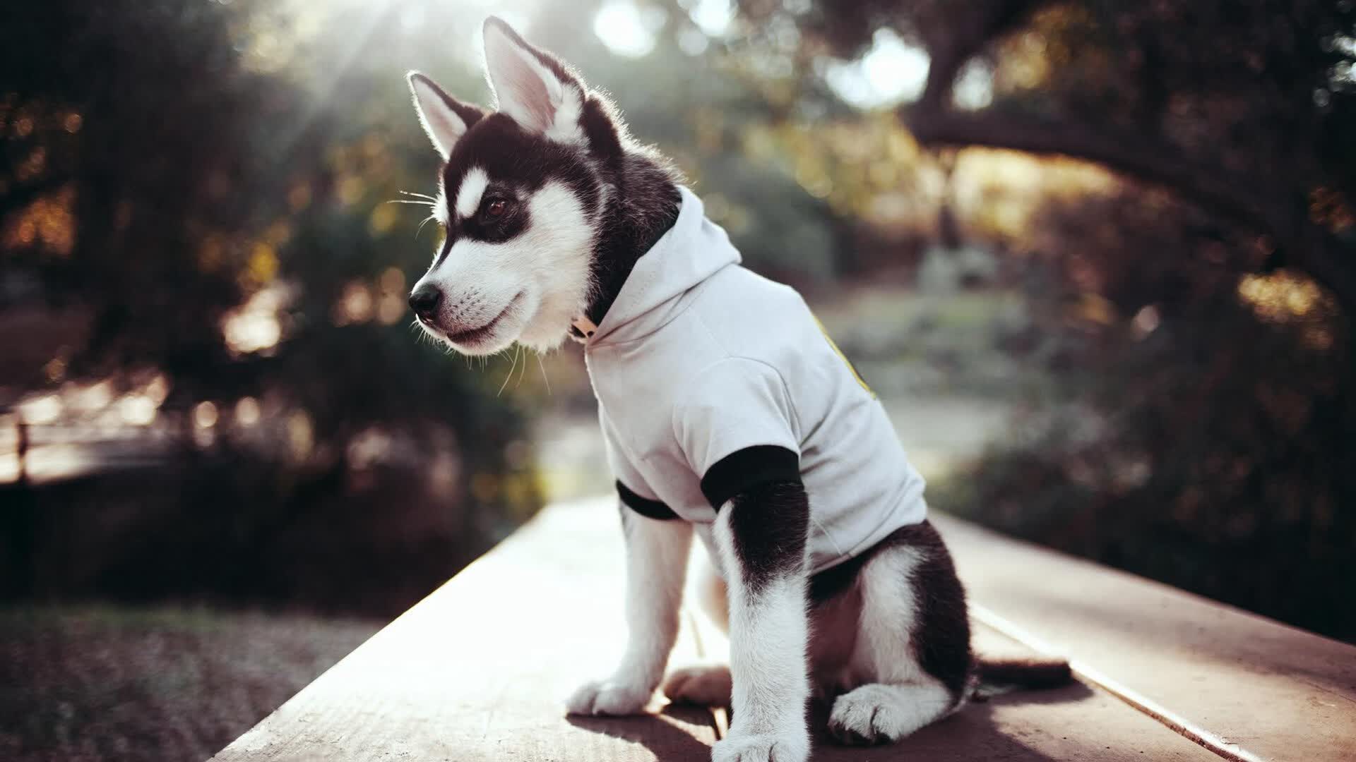 雷火电竞充值-孤胆对群雄，拉亚七次神扑铸就黄色潜水艇掀翻贝蒂斯之夜