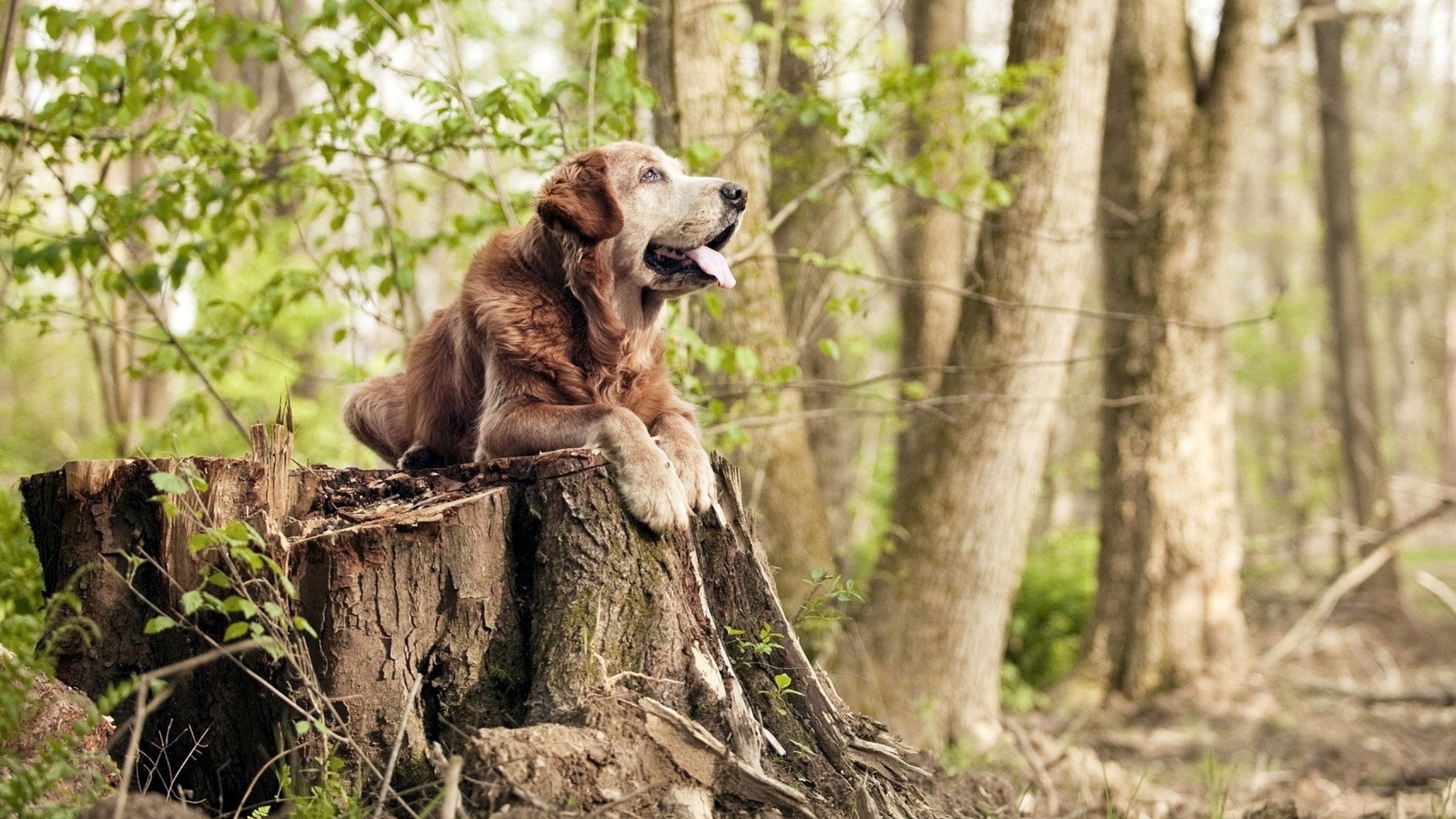 雷火电竞-首先，我们来扩展思维，拟定一个富有深度和吸引力的标题